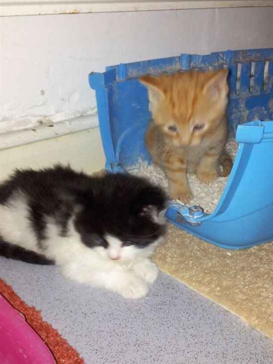 Re: New Kittens FLASH!!!