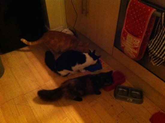 Re: Cat issues