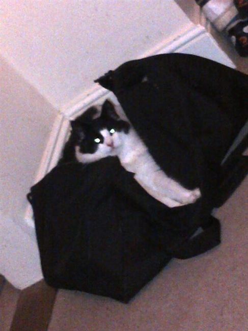 Re: Pets *flash*