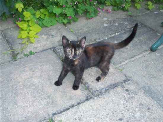 Hattie the Cattie