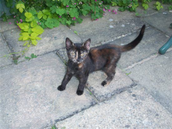 Hattie the Cattie