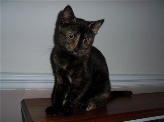 Hattie the Cattie
