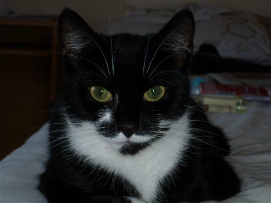 Re: O/T - For all you crazy cat ladies from a crazy cat lady (with pics)