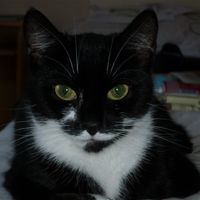 Re: O/T - For all you crazy cat ladies from a crazy cat lady (with pics)