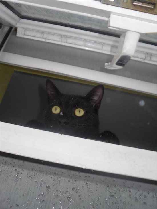 Re: Pets *flash*
