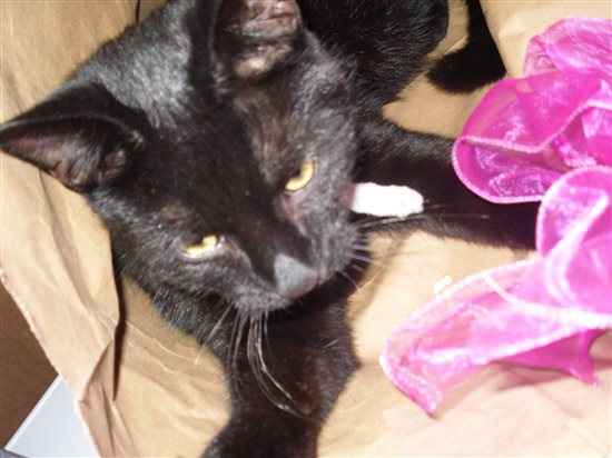 Re: Pet flashes?
