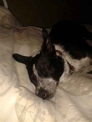 Re: Do you let your pets sleep on your bed?
