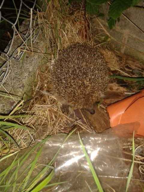 Re: Anyone know anything about hedgehogs? - UPDATED WITH A PIC