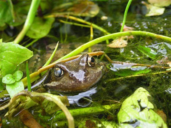 can i share a picture of our new friend (FROG)