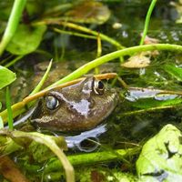 can i share a picture of our new friend (FROG)