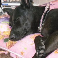 Re: Pics of Hitchers' Pets...