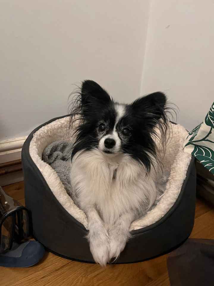 Dogs at weddings - 1