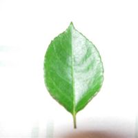 Re: Flower HIB's and anyone else who can help, Make my own bouquets?