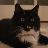 Re: O/T - For all you crazy cat ladies from a crazy cat lady (with pics)