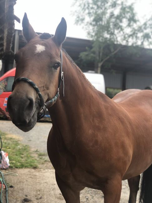 Anybody ever ridden their own horse to the wedding? - 1