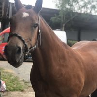 Anybody ever ridden their own horse to the wedding? - 1