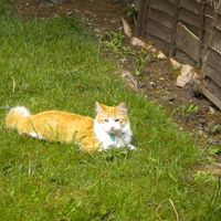 Re: O/T - For all you crazy cat ladies from a crazy cat lady (with pics)