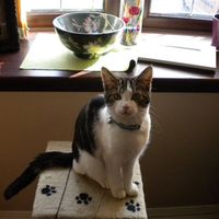 Re: O/T - For all you crazy cat ladies from a crazy cat lady (with pics)