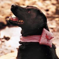 Re: Ring boxes - ideas needed please!