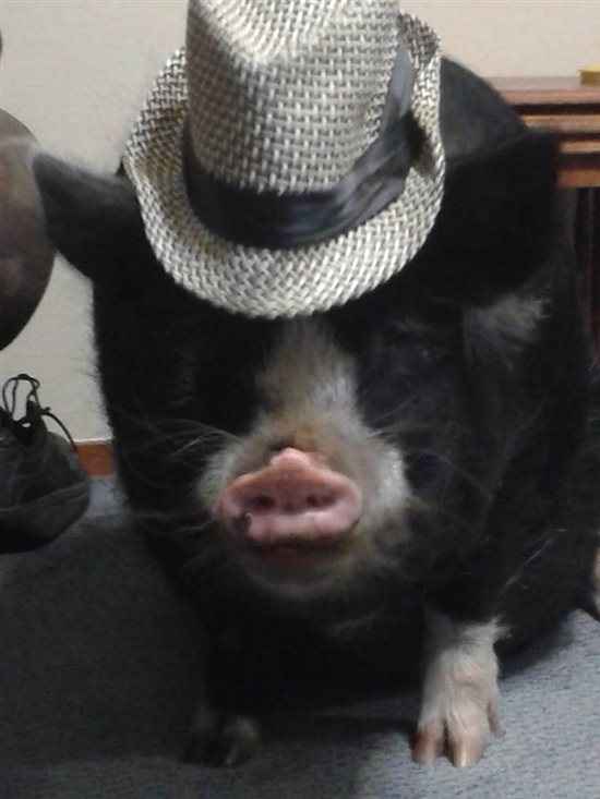 Re: Show me your pets