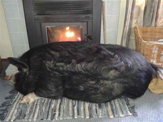 Hog Roast?
