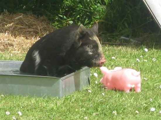 Re: A piggy post