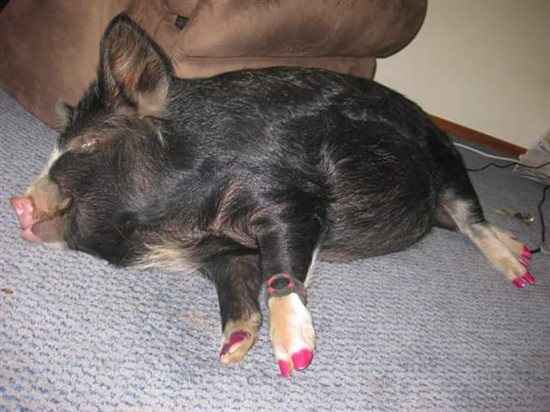 Re: A piggy post