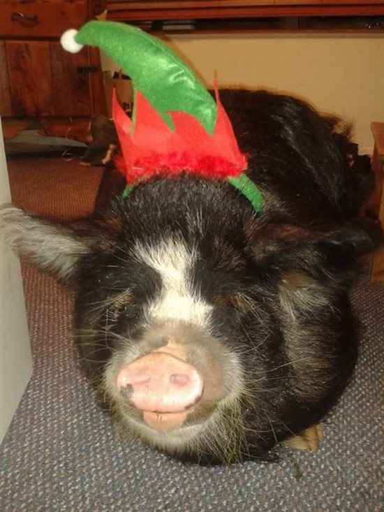Merry Pigging Christmas