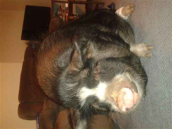 Re: A piggy post