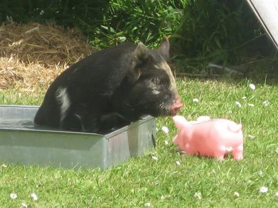 Re: A piggy post