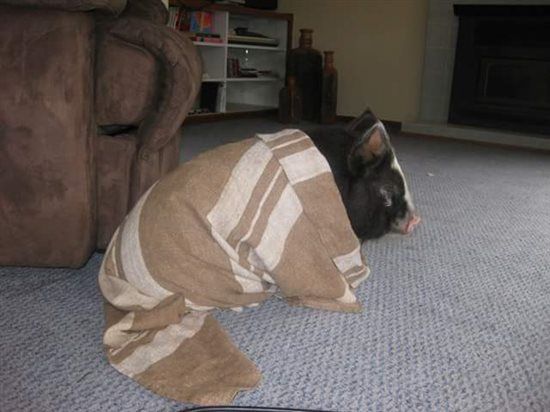 Re: A piggy post