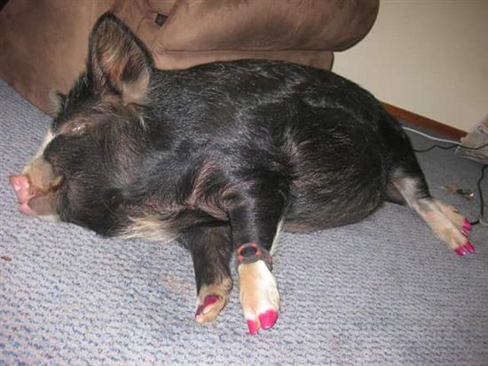 Re: A piggy post