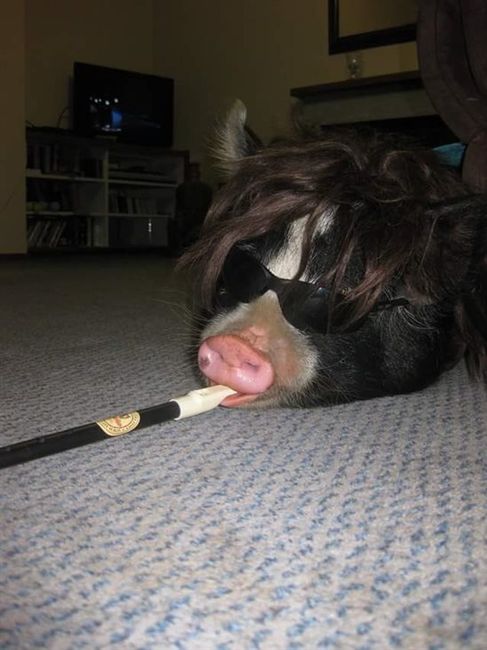 Re: A piggy post