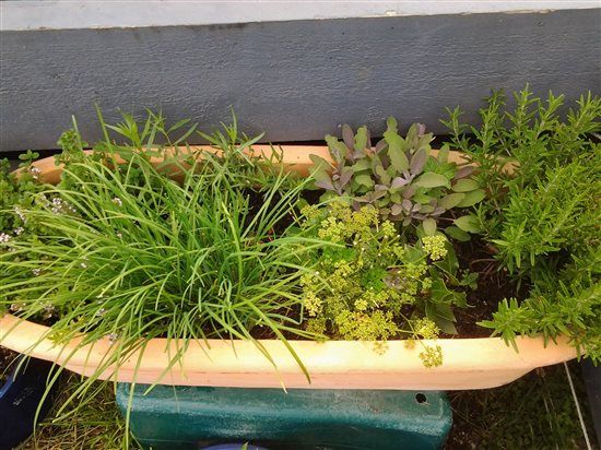 Re: Growing herbs