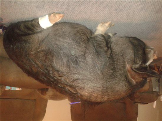Re: A piggy post