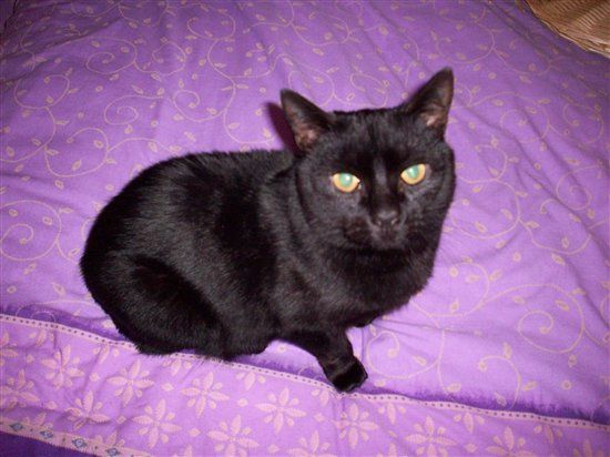 Re: RERe: RERe: Show me your pets!