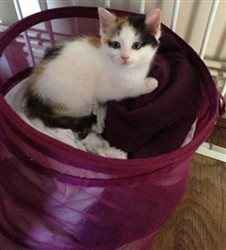 New Kittens FLASH!!!