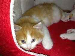 New Kittens FLASH!!!