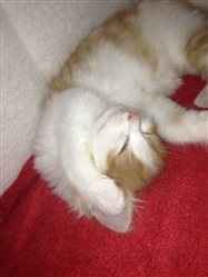 Re: New Kittens FLASH!!!