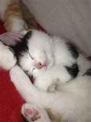 Re: New Kittens FLASH!!!