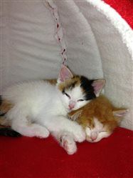 Re: New Kittens FLASH!!!