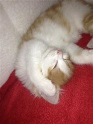 Re: New Kittens FLASH!!!