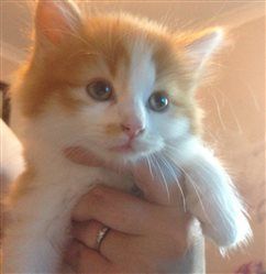 Re: New Kittens FLASH!!!