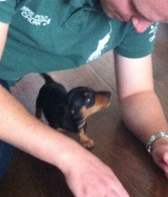 Re: I'm getting a puppy! - UPDATED WITH FLASHES