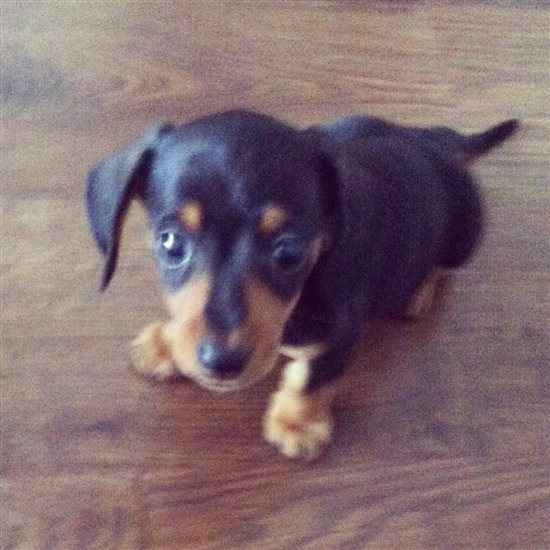 Re: I'm getting a puppy! - UPDATED WITH FLASHES