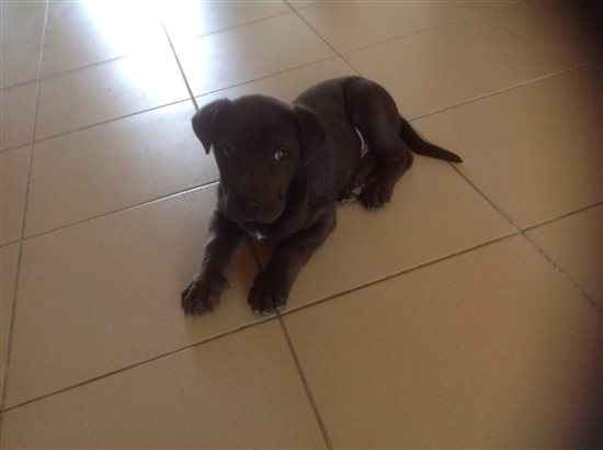 Need advice on a difficult situation - dog related