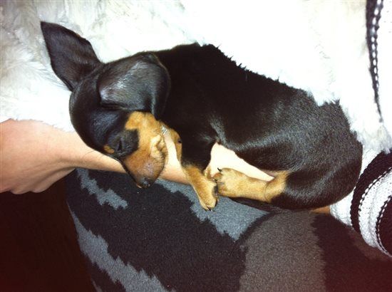 Re: I'm getting a puppy! - UPDATED WITH FLASHES