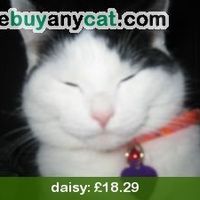 Re: Whats your cat worth?