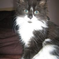 Re: Whats your cat worth?