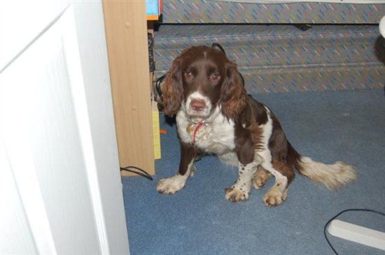 Spaniel Fans - Could someone spare some advice? Updated